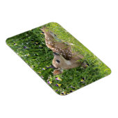 Magnet Flexible Cerf de Virginie (Odocoileus virginianus) (Côté Droit)