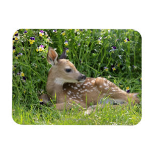 Magnet Flexible Cerf de Virginie (Odocoileus virginianus)
