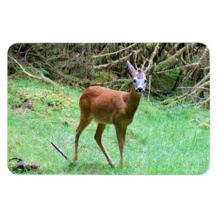 Magnet Flexible Cerf roux impressionnant en alerte dans un cadre b