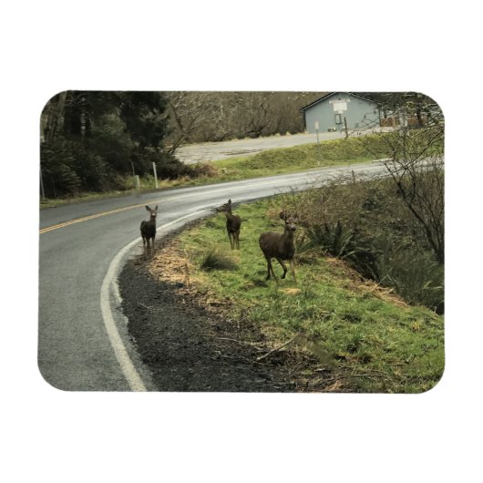 Magnet Flexible Cerf sur la route, Cap Déception, WA (Horizontal)