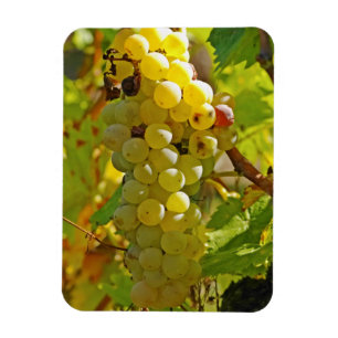 Magnet Flexible Certains Chasselas dans le vignoble - plantés il y