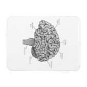 Magnet Flexible Cerveau scientifique (Horizontal)