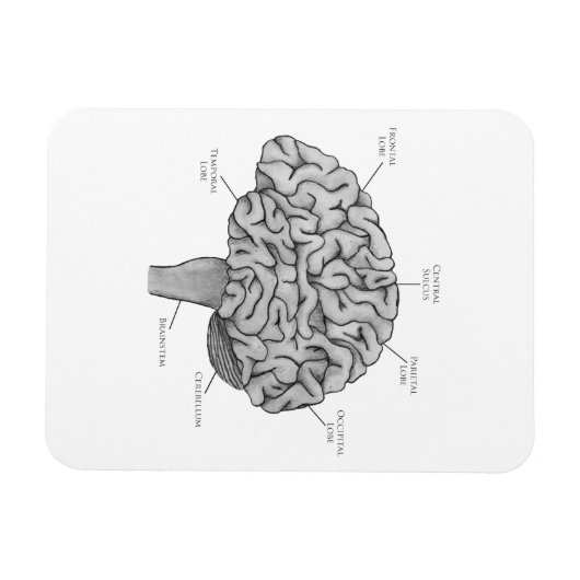 Magnet Flexible Cerveau scientifique (Horizontal)