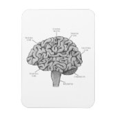 Magnet Flexible Cerveau scientifique (Vertical)