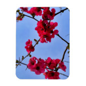 Magnet Flexible Chaenomeles speciosa (Vertical)