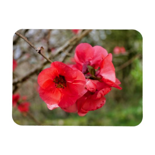 Magnet Flexible Chaenomeles speciosa (Horizontal)