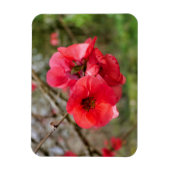 Magnet Flexible Chaenomeles speciosa (Vertical)