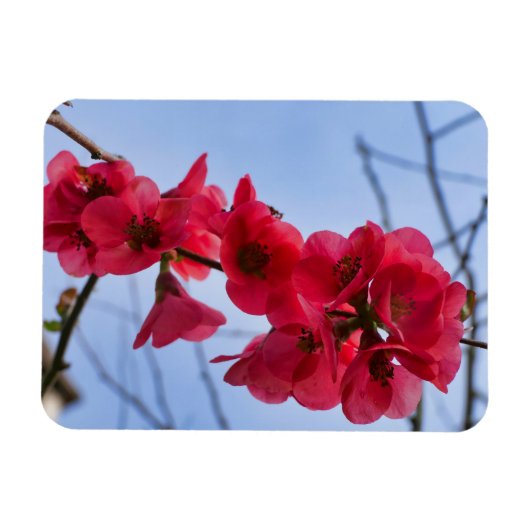 Magnet Flexible Chaenomeles speciosa (Horizontal)