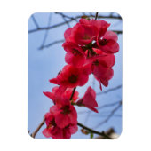 Magnet Flexible Chaenomeles speciosa (Vertical)