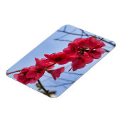 Magnet Flexible Chaenomeles speciosa (Côté Gauche)