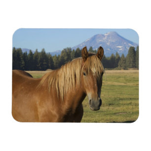 Magnet Flexible Chaîne des Cascades Cheval châtaigne