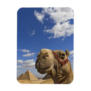 Magnet Flexible Chameau devant les pyramides de Gizeh, Égypte,