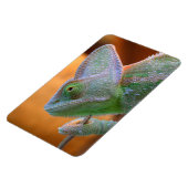 Magnet Flexible Chameleon du Yémen voilé (Côté Gauche)