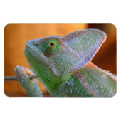 Magnet Flexible Chameleon du Yémen voilé (Horizontal)