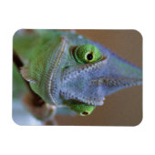 Magnet Flexible Chameleon voilé (Horizontal)