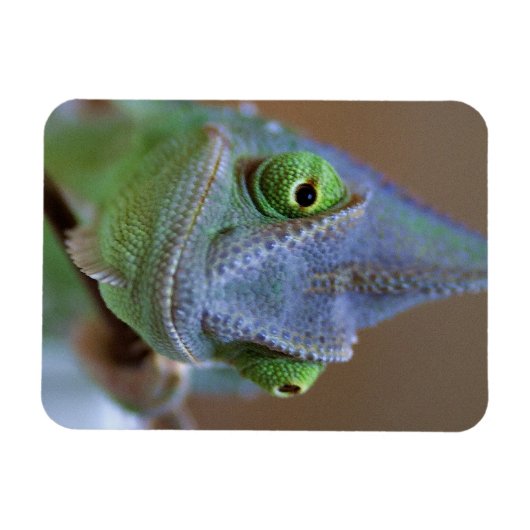 Magnet Flexible Chameleon voilé (Horizontal)