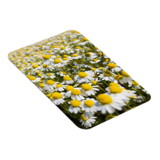 Magnet Flexible Chamomile Field (Côté Droit)