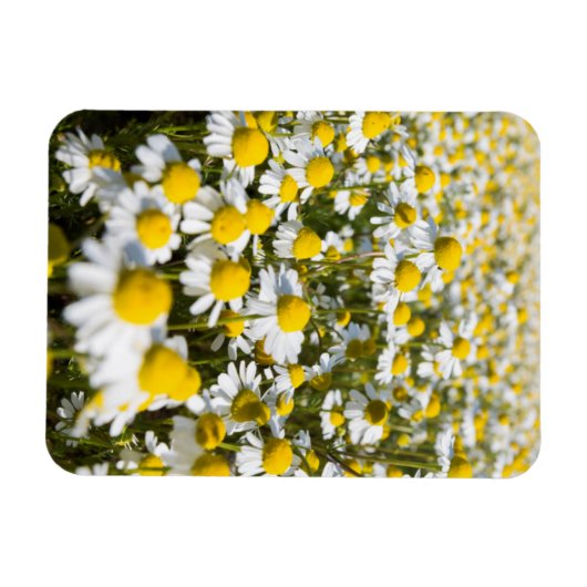 Magnet Flexible Chamomile Field (Horizontal)