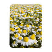 Magnet Flexible Chamomile Field (Vertical)
