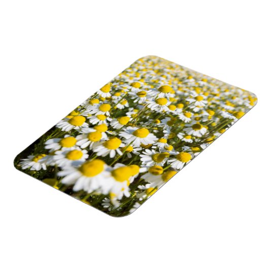 Magnet Flexible Chamomile Field (Côté Gauche)