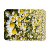 Magnet Flexible Champ de camomille, Hongrie (Horizontal)
