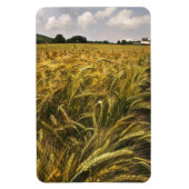 Magnet Flexible Champ de céréales (Vertical)