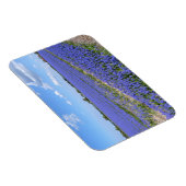 Magnet Flexible Champ de Hyacinthes (Côté Droit)