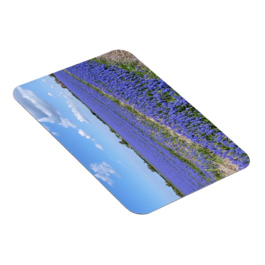 Magnet Flexible Champ de Hyacinthes (Côté Droit)