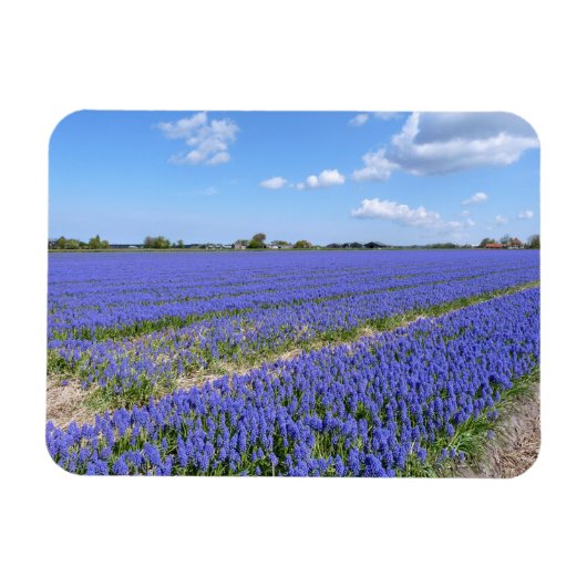 Magnet Flexible Champ de Hyacinthes (Horizontal)