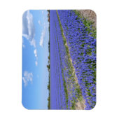 Magnet Flexible Champ de Hyacinthes (Vertical)