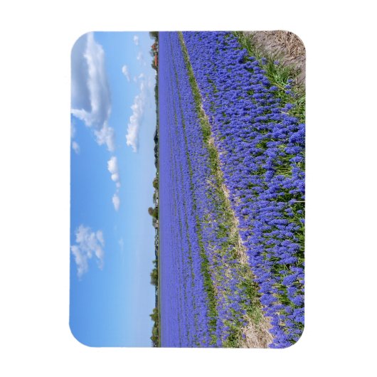 Magnet Flexible Champ de Hyacinthes (Vertical)