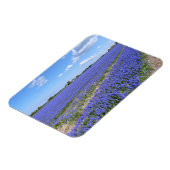 Magnet Flexible Champ de Hyacinthes (Côté Gauche)