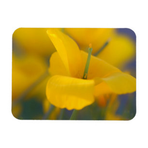 Magnet Flexible Champ de pavots en fleurs