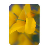 Magnet Flexible Champ de pavots en fleurs (Vertical)