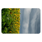 Magnet Flexible Champ de tournesols. (Horizontal)