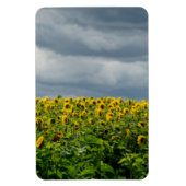 Magnet Flexible Champ de tournesols. (Vertical)