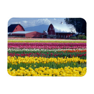 Magnet Flexible Champ de tulipes