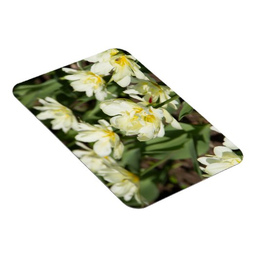 Magnet Flexible Champ de tulipes blanches (Côté Droit)