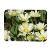 Magnet Flexible Champ de tulipes blanches (Horizontal)