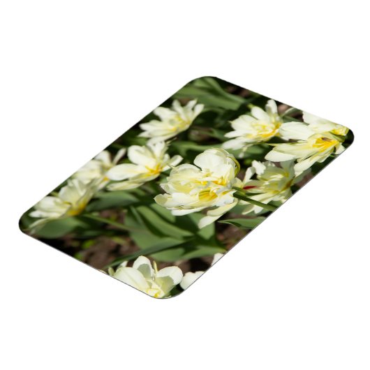 Magnet Flexible Champ de tulipes blanches (Côté Gauche)