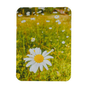 Magnet Flexible Champ scandinave estival en fleurs