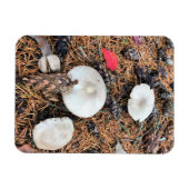 Magnet Flexible Champignons et cônes de pin (Horizontal)