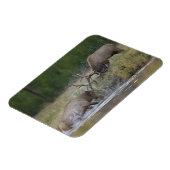 Magnet Flexible Championnats d'Elk, Yellowstone NP, Wyoming (Côté Gauche)