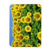 Magnet Flexible Champs de tournesol (Vertical)