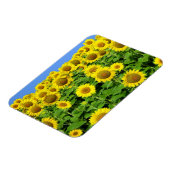 Magnet Flexible Champs de tournesol (Côté Gauche)