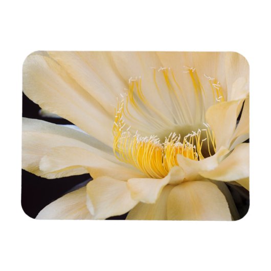Magnet Flexible Charlemagne Echinopsis en fleurs (Horizontal)