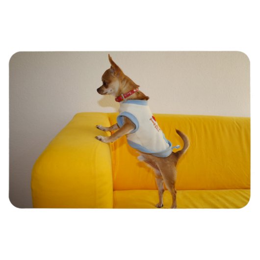 Magnet Flexible Charlie Chihuahua (Horizontal)