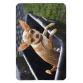 Magnet Flexible Charlie Chihuahua (Vertical)