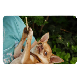 Magnet Flexible Charlie Chihuahua