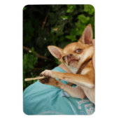 Magnet Flexible Charlie Chihuahua (Vertical)